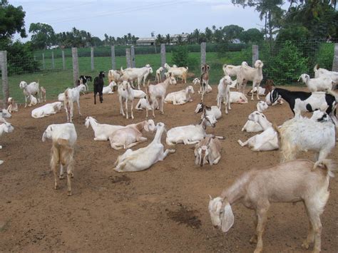 goat farm website